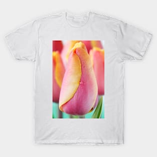 Tulipa  &#39;Indian Summer&#39;  Triumph Group  Tulip T-Shirt